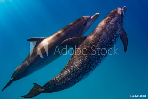 Bild på Atlantic Spotted Dolphins